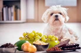 بهترین طعمها برای غذای سگ ها