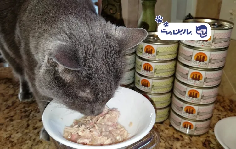 یک گربه در حال خوردن کنسرو برای مقاله طرز استفاده از کنسرو گربه