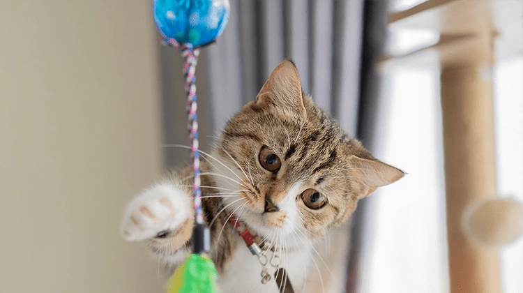 انتخاب بهترین اسباب بازی برای گربه ها
