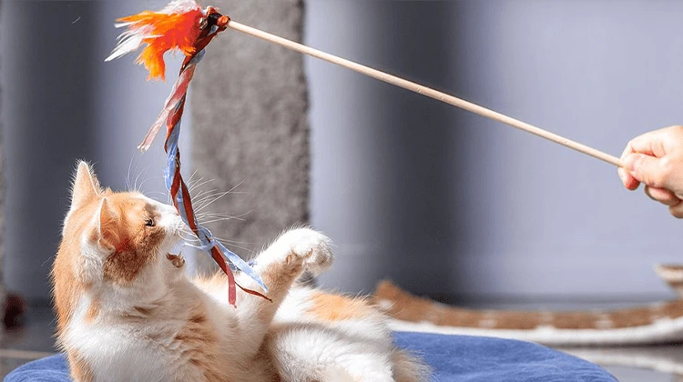 خرید بهترین اسباب بازی برای گربه