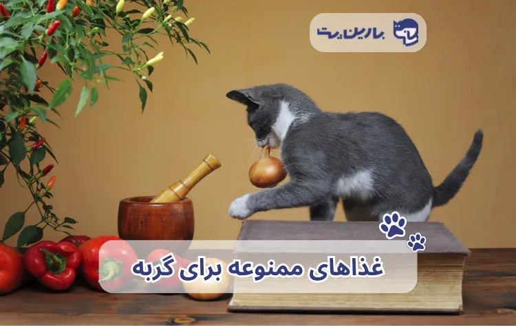 یک گربه در حال بازی با یک پیاز که جز لیست غذاهای ممنوعه برای گربه‌ها است