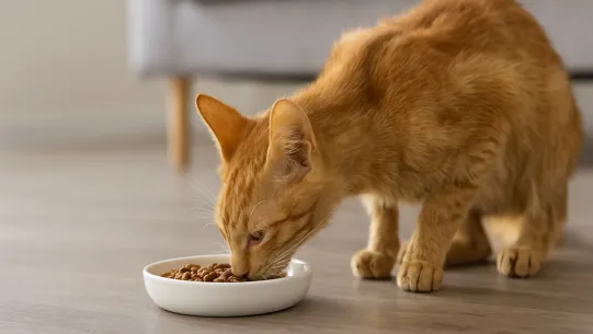 گربه لاغر نارنجی در حال خوردن غذای چاق کننده گربه از ظرف سفید روی زمین