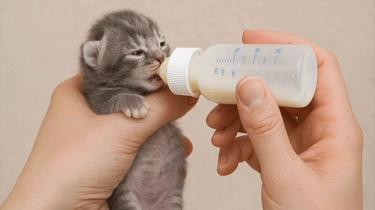 نحوه شیر خشک دادن و غذای بچه گربه خیابانی