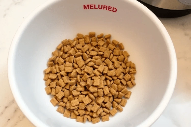 چند بار در روز به گربه غذا بدهیم