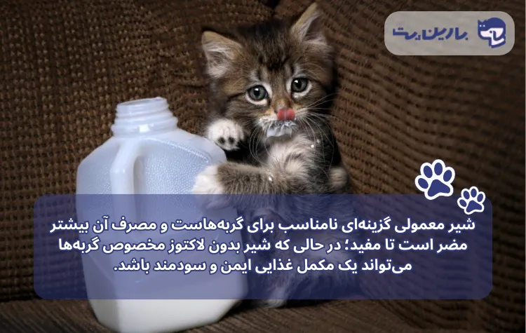 توضیح ضرر شیر برای گربه همراه یک بچه گربه که بطری شیر را بغل کرده 