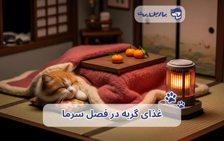 گربه زیر پتو در فصل سرما برای مقاله غذای گربه در زمستان
