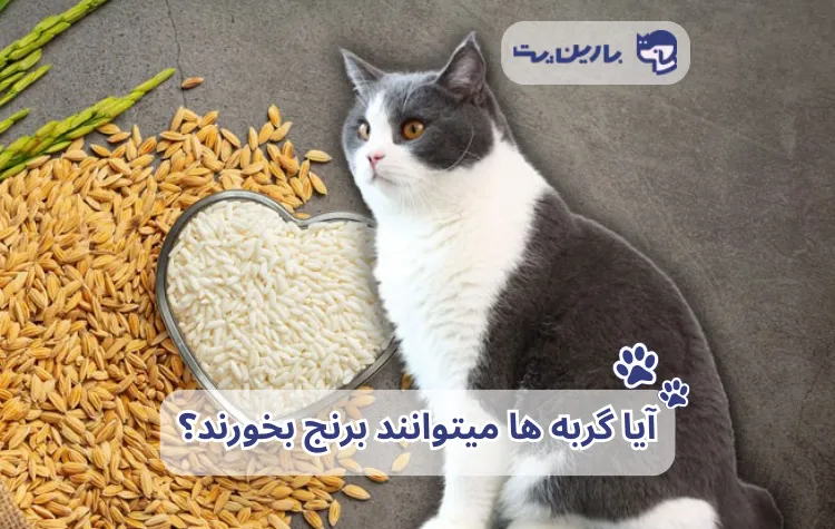 تصویر یک گربه و برنج در پسزمینه با نوشته آیا گربه ها میتوانند برنج بخورند؟برای مقاله برنج برای گربه