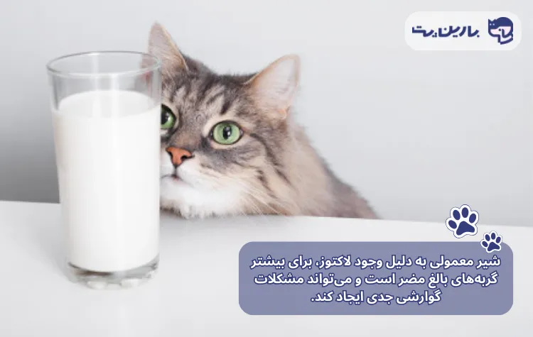 یک گربه در حال نگاه کردن یک لیوان شیر همراه با متن ضرر شیر برای گربه