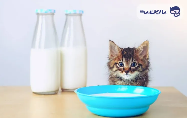 یک گربه کوچک کنار ظرف غذای پر از شیر م کنار دو بطری شیر 