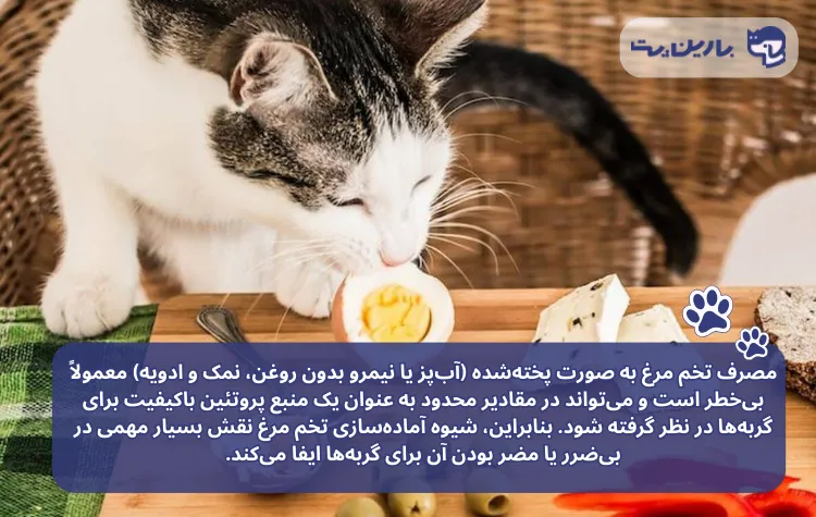 نحوه مصرف تخم مرغ برای گربه
