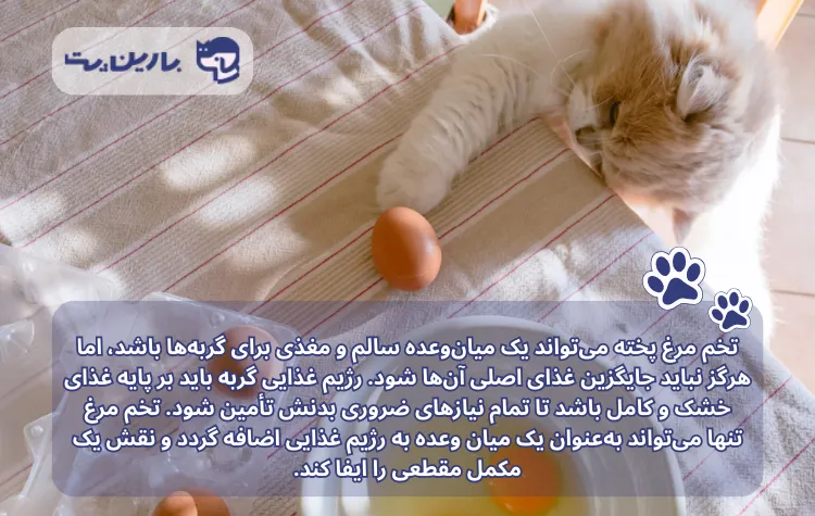 تصویر یک گربه در حال بازی با تخم مرغ همراه اینفوگرافی با موضوع تخم مرغ برای گربه