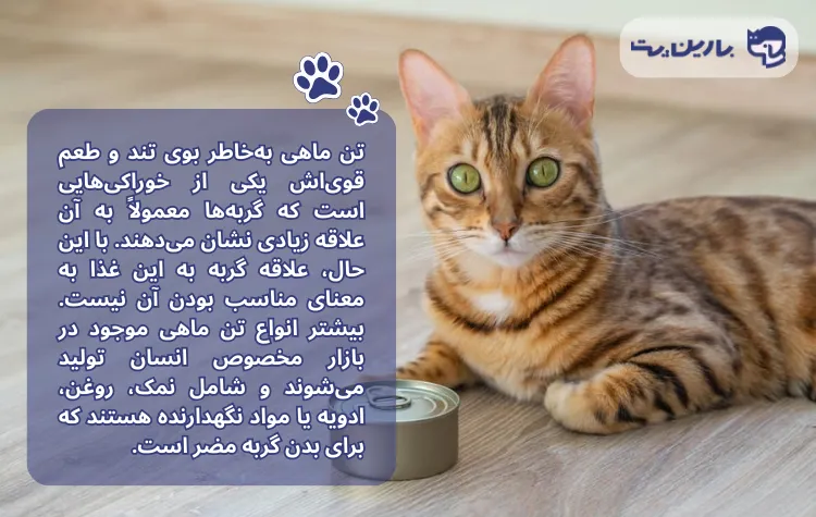 شرح مضرات تن ماهی برای گربه