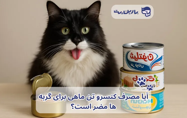 تصویر چند تن ماهی کنار یک گربه تاکسیدو برای مقاله تن ماهی برای گربه