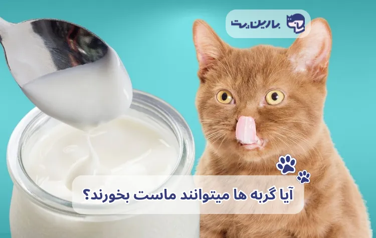 تصویری همراه با متن که یک گربه در حال مشاهده ظرف ماست است برای مقاله ماست برای گربه‌.