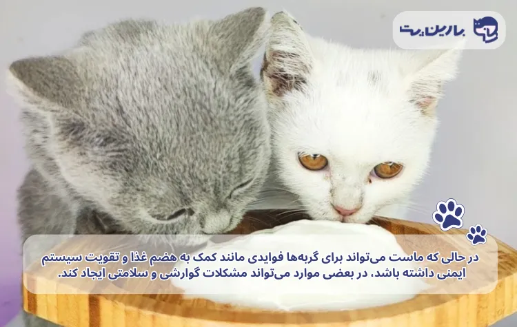 یک تصویر اینفوگرافیک از دو گربه که در حال خوردن ماست هستند در مقاله ماست برای گربه