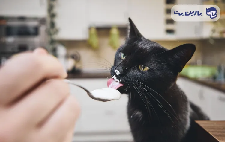 گربه ای که در حال خوردن ماست است برای مقاله ماست برای گربه