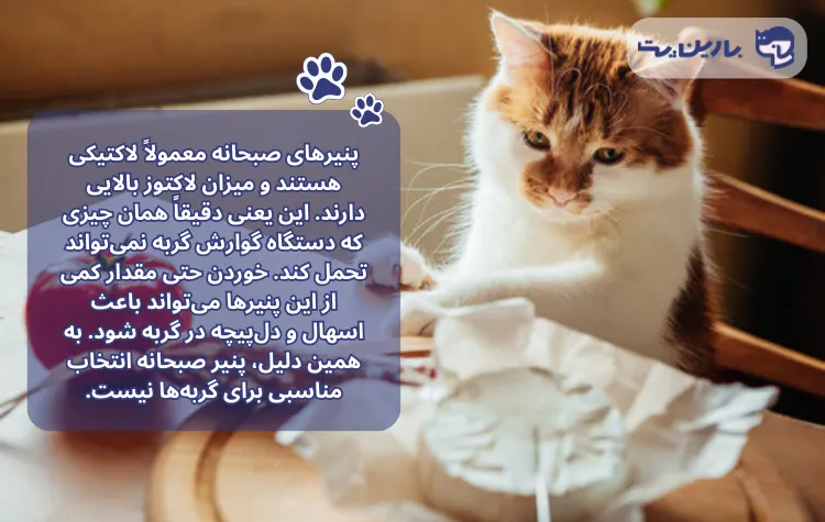 یک تصویر همرا با متن است که گربه به یک ظرف پنیر خیره شده است در مقاله پنیر برای گربه