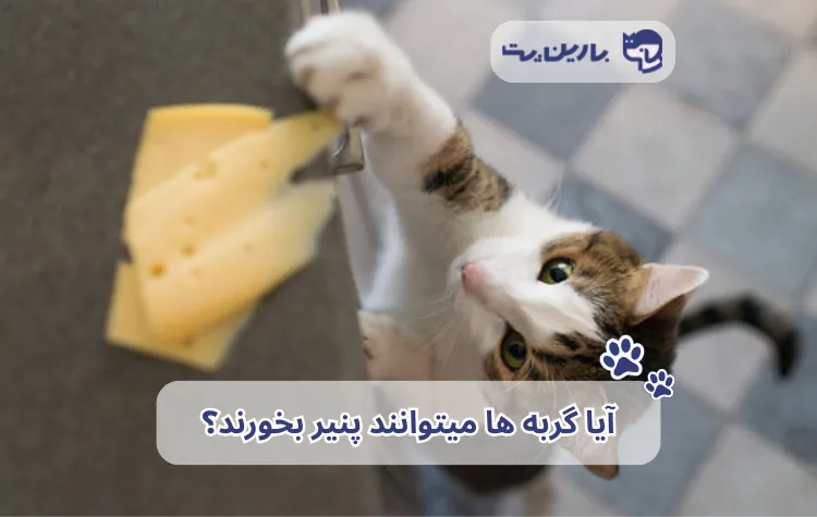 تصویر یک گربه است که به صورت پنهانی در حال برداشتن پنیر است در مقاله پنیر برای گربه