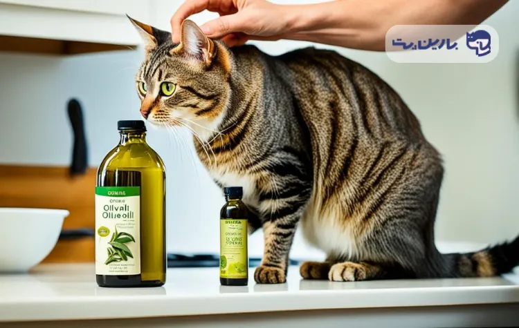 تصویر یک گربه و یک ظرف شیشه ای که حاوی روغن زیتون است و دستی که روی گربه قرار دارد در مقاله روغن زیتون برای گربه ها