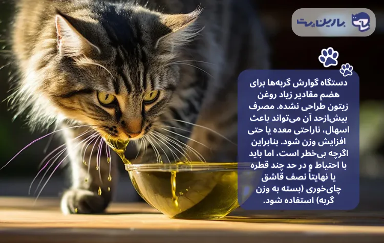 یک تصویر همراه با متن که در آن یک گربه از کاسه ای حاوی روغن مینوشد. در مقاله روغن زیتون برای گربه ها