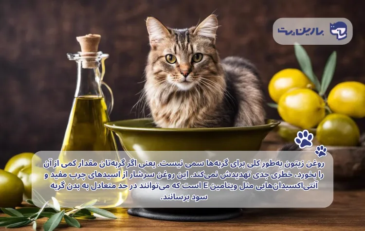 تصویری همراه با متن است که در آن یک گربه در داخل ظرفی نشسته و در کنار آن دانه های زیتون و ظرفی دارای روغن زیتون وجود دارد. در مقاله روغن زیتون برای گربه ها.