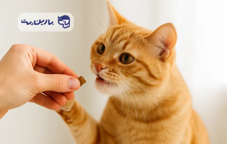 یک گربه نارنجی درحال گرفتن تشویقی گربه از دست صاحبش