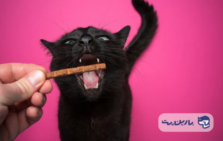 یک گربه سیاه در حال گرفتن تشویقی گربه