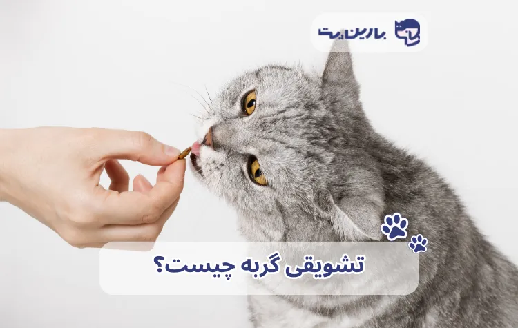 یک گربه طوسی سفید در حال گرفتن تشویقی گربه با متن تشویقی گربه چیست؟ و لوگو بارین پت