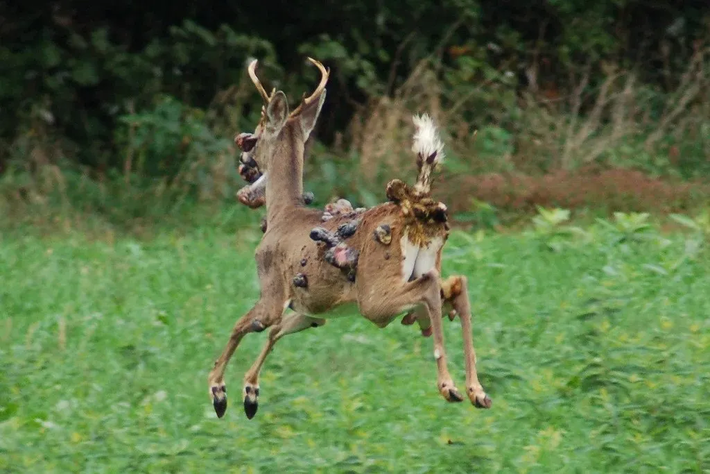 گوزن مبتلا به بیماری پوستی فیبروم پوستی؛ بیماری پشت پرده گوزن‌های زامبی 