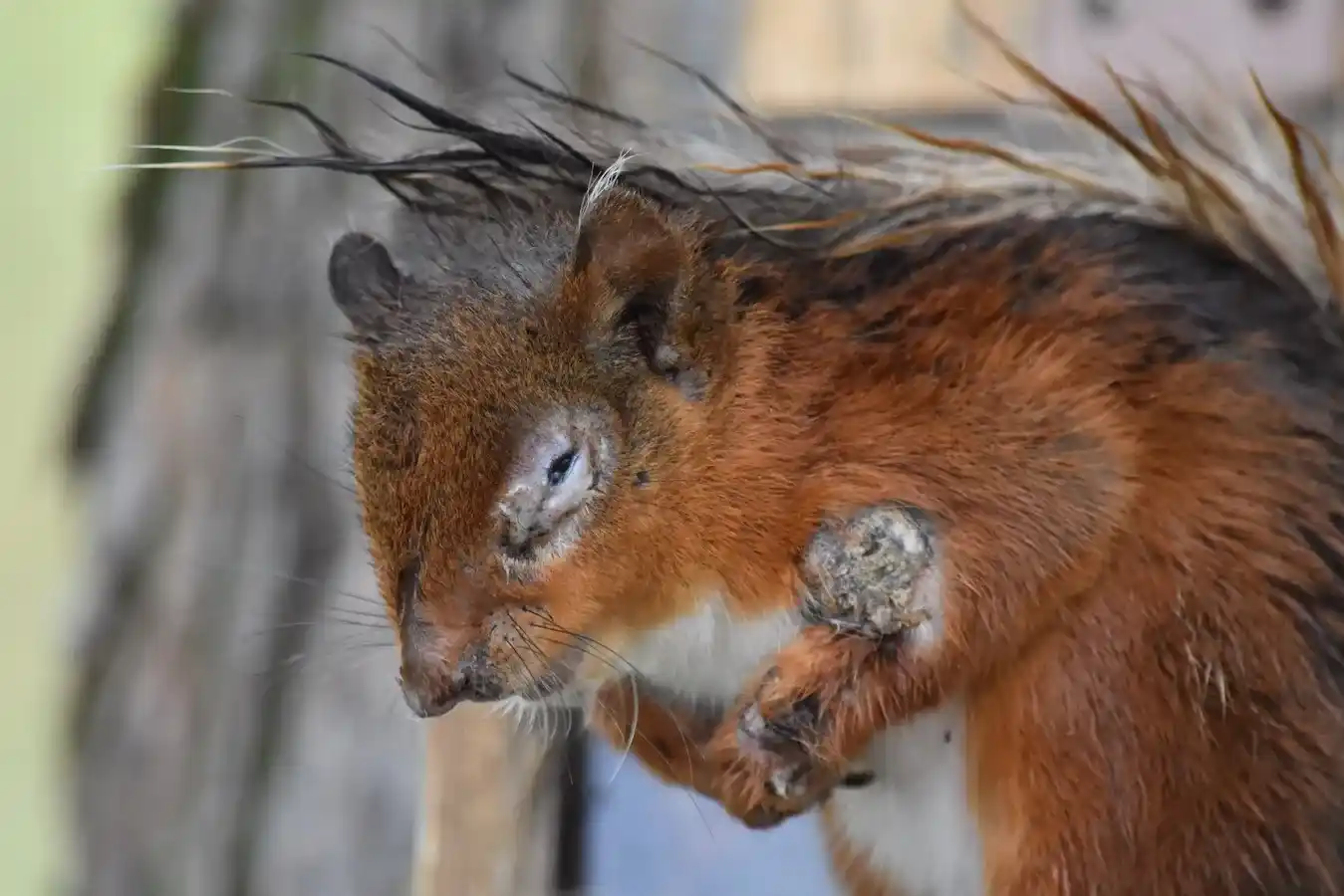 سنجاب مبتلا به بیماری پوستی فیبروماتوز؛ راز علمی سنجاب‌های زامبی