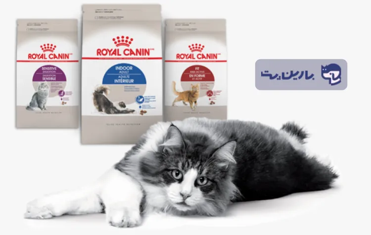 یک گربه دراز کشیده کنار سه بسته غذای خشک گربه رویال کنین