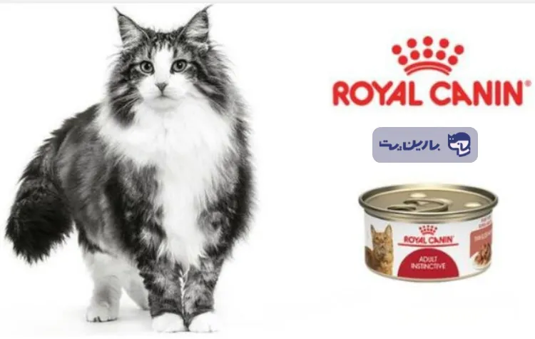 یک پربه پشمالو کنار کنسرو گربه رویال کنین